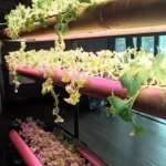 Woman near vertical farm with pink LED grow lights, smiling.