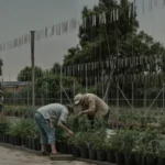 Veterans tending plants in the West LA VA garden, finding healing and connection through agriculture.